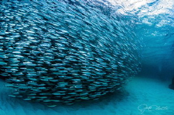 ~ Follow Us ~ by Geo Cloete 